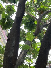 Artocarpus