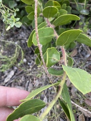 Arctostaphylos crustacea