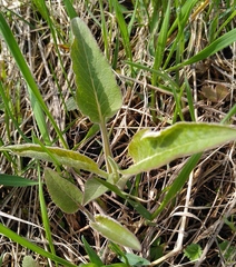 Campanula bononiensis