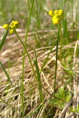Draba sibirica