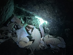 Centruroides exilicauda