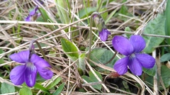 Viola hirta