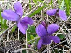 Viola hirta