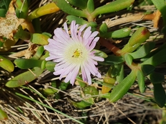 Disphyma australe australe