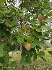 Neonauclea reticulata