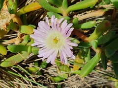 Disphyma australe australe