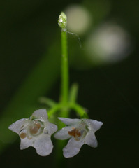 Teucrium junceum