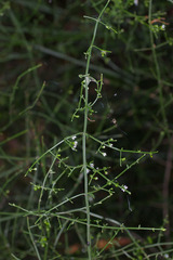 Teucrium junceum