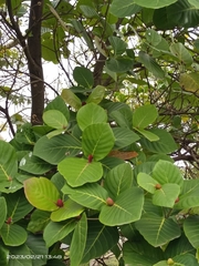 Neonauclea reticulata