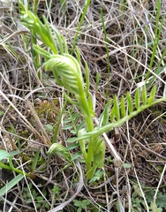 Vicia tenuifolia
