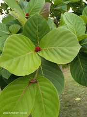 Neonauclea reticulata