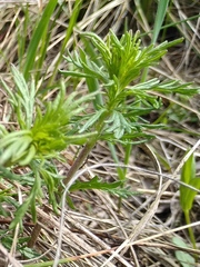 Veronica austriaca