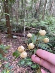 Schizomeria ovata