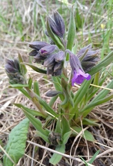 Pulmonaria angustifolia