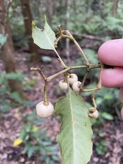 Schizomeria ovata