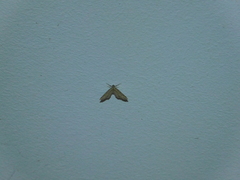 Chloroclystis filata