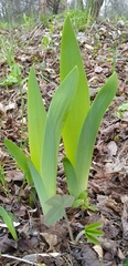 Iris aphylla