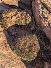 Petrophytum caespitosum