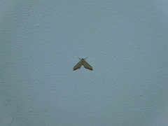 Chloroclystis filata