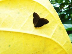 Ricania sublimata