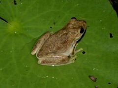 Litoria rothii