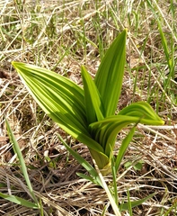 Veratrum nigrum
