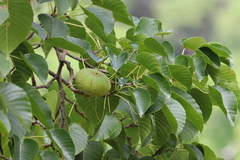 Hura polyandra