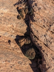 Petrophytum caespitosum