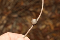 Doratifera vulnerans