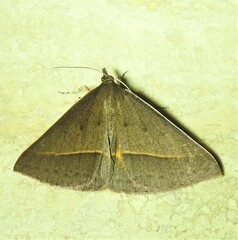 Epidesmia chilonaria