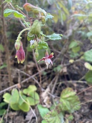 Ribes menziesii