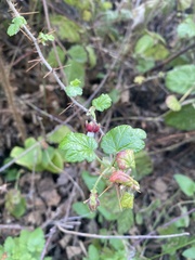 Ribes menziesii