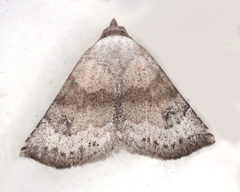 Mataeomera mesotaenia