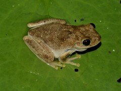 Litoria rothii
