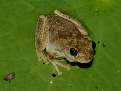 Litoria rothii