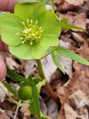 Helleborus odorus