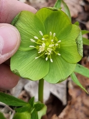 Helleborus odorus