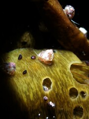 Micrelenchus tessellatus