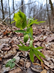 Helleborus odorus