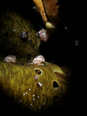 Micrelenchus sanguineus