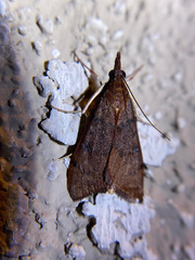 Uresiphita reversalis