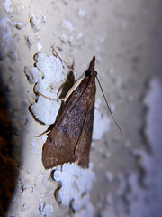 Uresiphita reversalis