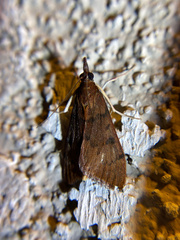 Uresiphita reversalis