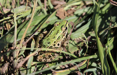 Lithobates pipiens