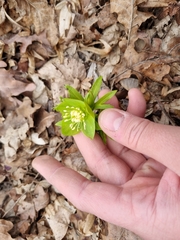 Helleborus odorus