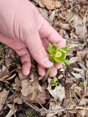 Helleborus odorus