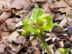 Helleborus odorus