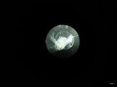 Daphnia