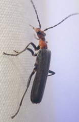 Podabrus conspiratus