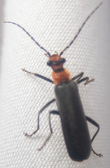 Podabrus conspiratus